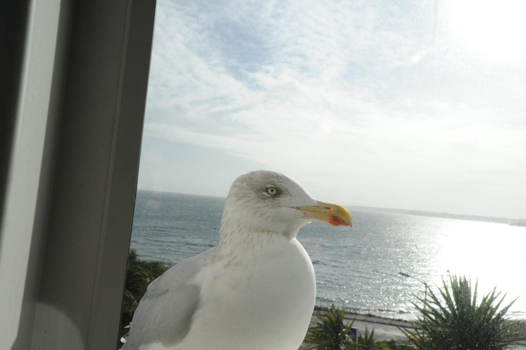 Anacapri Hotel Falmouth Room photo Larus crassirostris